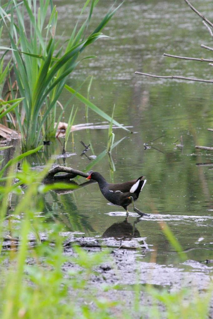 Танец маленьких утят: более 1 000 птенцов водоплавающих птиц появилось летом на природных территориях Москвы - фото 10