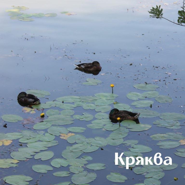Танец маленьких утят: более 1 000 птенцов водоплавающих птиц появилось летом на природных территориях Москвы - фото 3