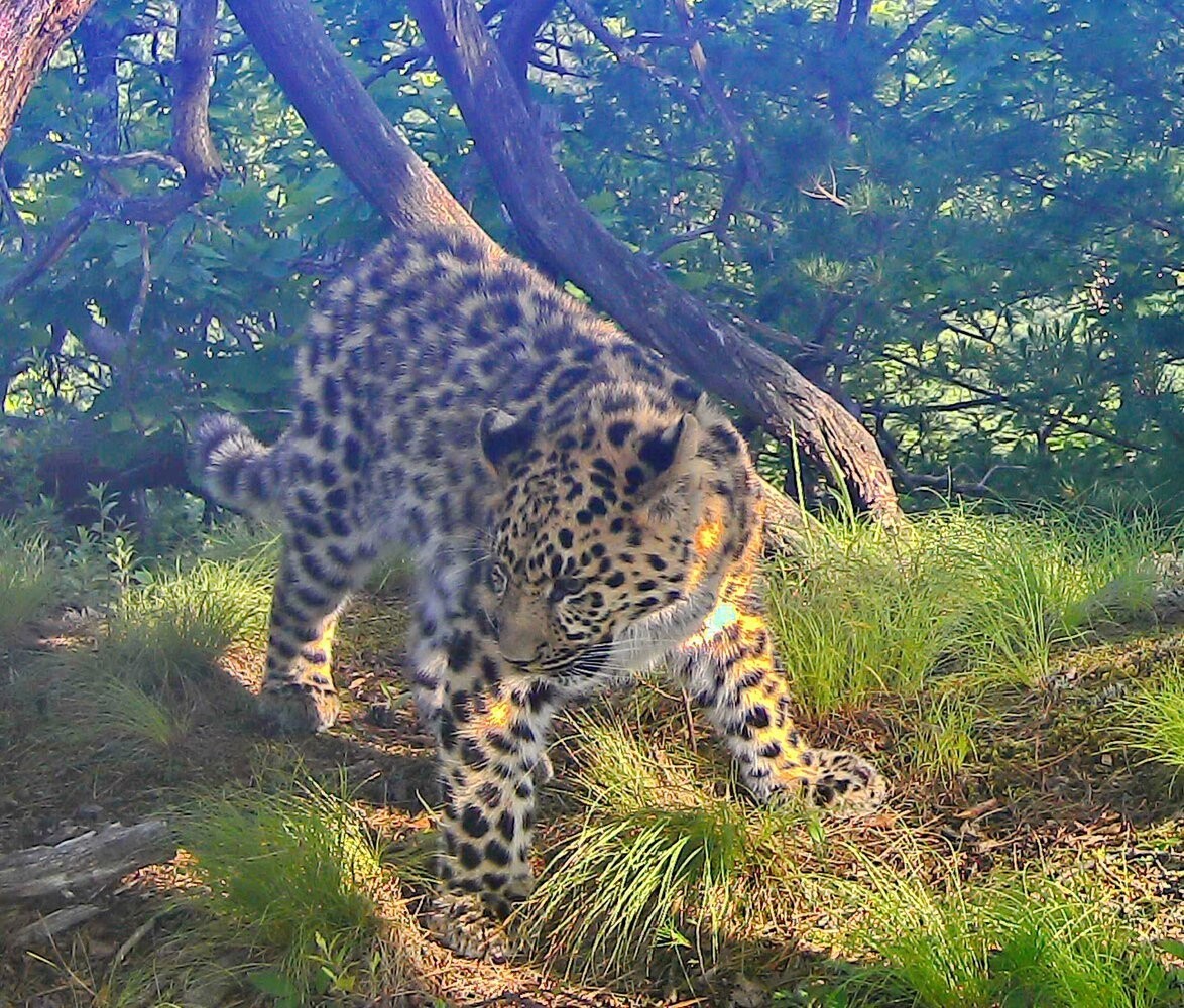 Центр реинтродукции дальневосточного леопарда в Лазовском заповеднике начнет работу в 2024-м году - фото 1