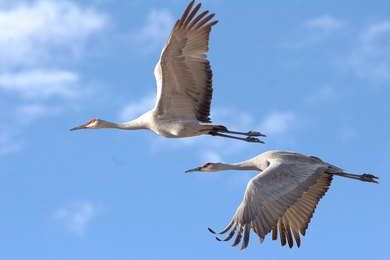 sandhill-cranes-2645334 1280