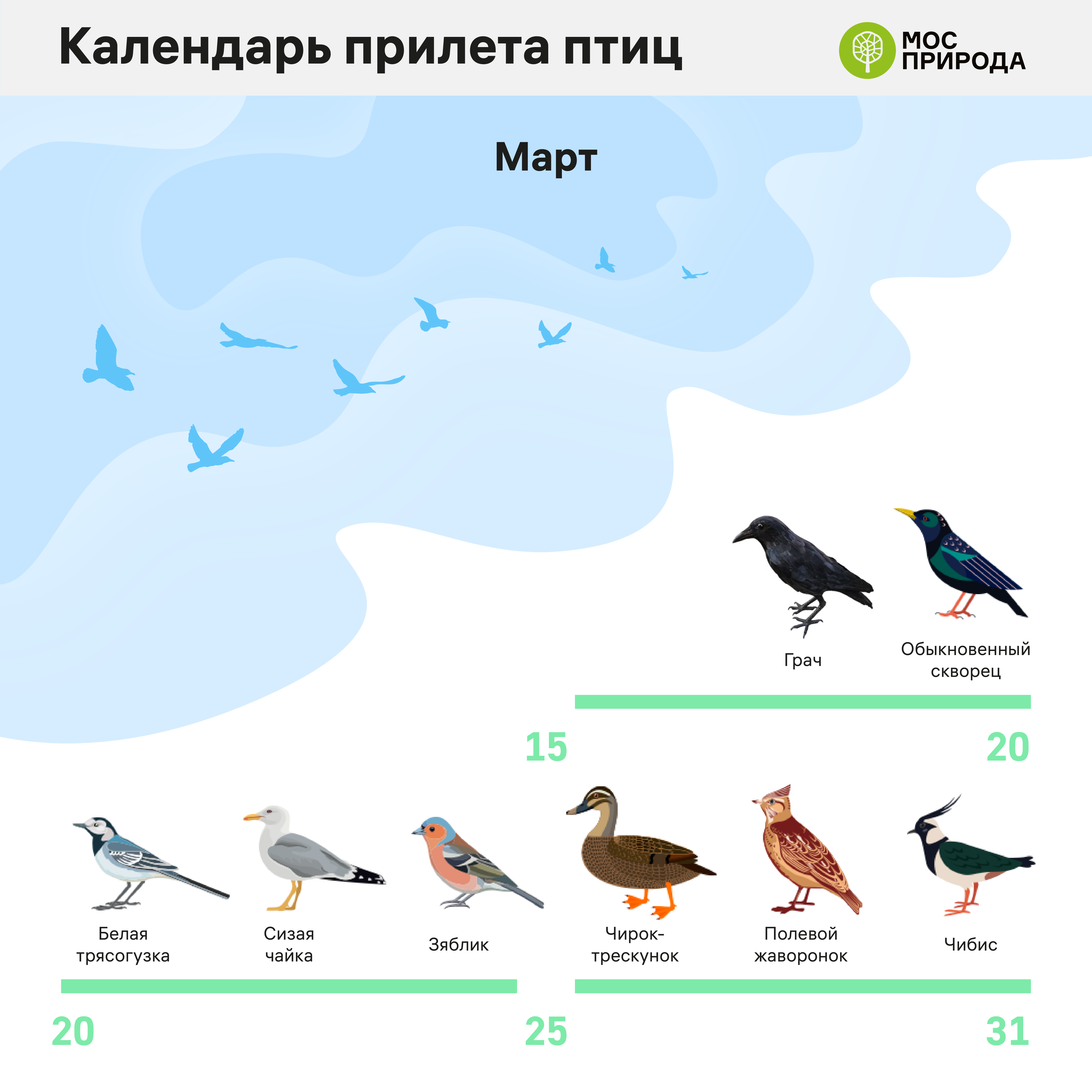 Заливаются птицы малиновки зяблики составить схему предложения