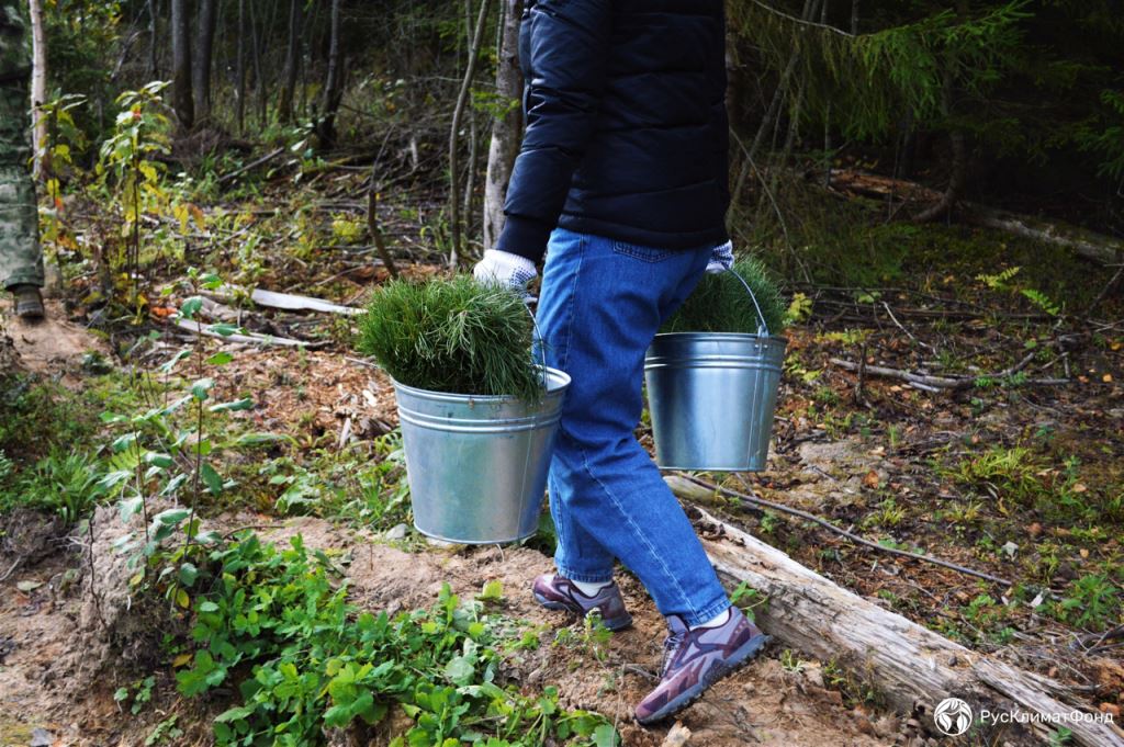 Итоги сезона: волонтеры высадили более 65 тысяч молодых деревьев в российских регионах  - фото 3