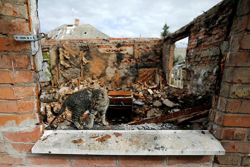 Животные в разрушенном войной Донбассе - фото 1