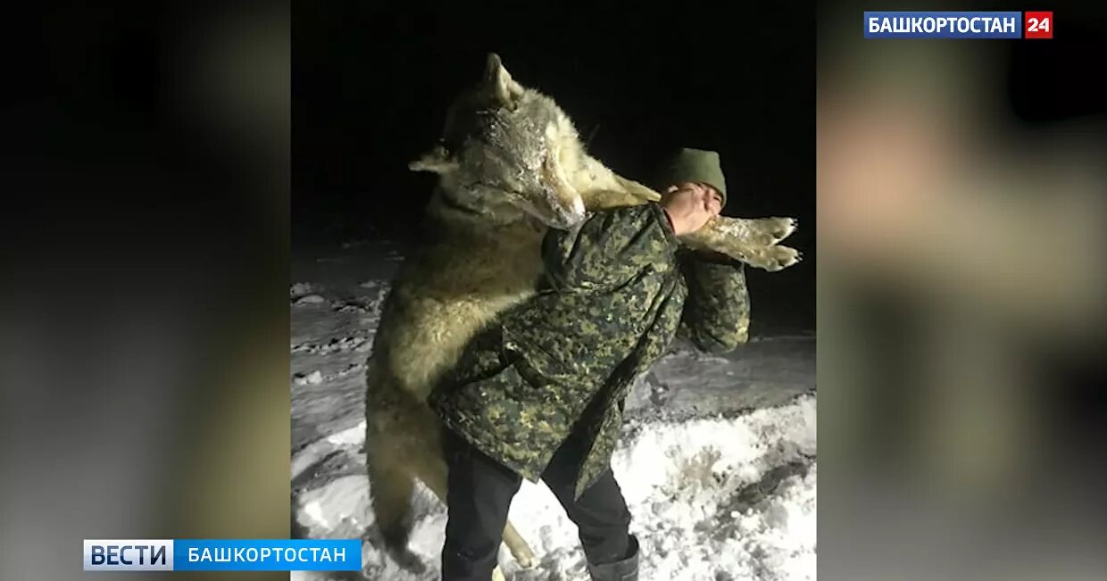 В деревне на юге России застрелили гигантского волка - The Times (Великобритания) - фото 1