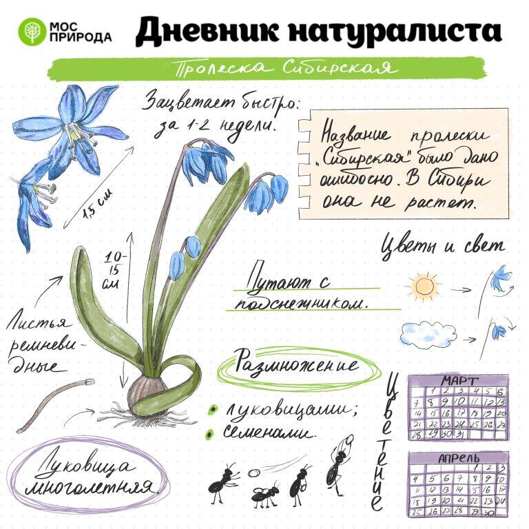 «Дневник натуралиста»: на природных территориях Москвы вскоре зацветут растения - фото 2
