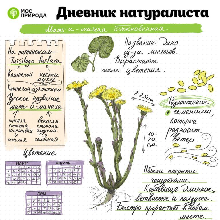 «Дневник натуралиста»: на природных территориях Москвы вскоре зацветут растения - фото 3