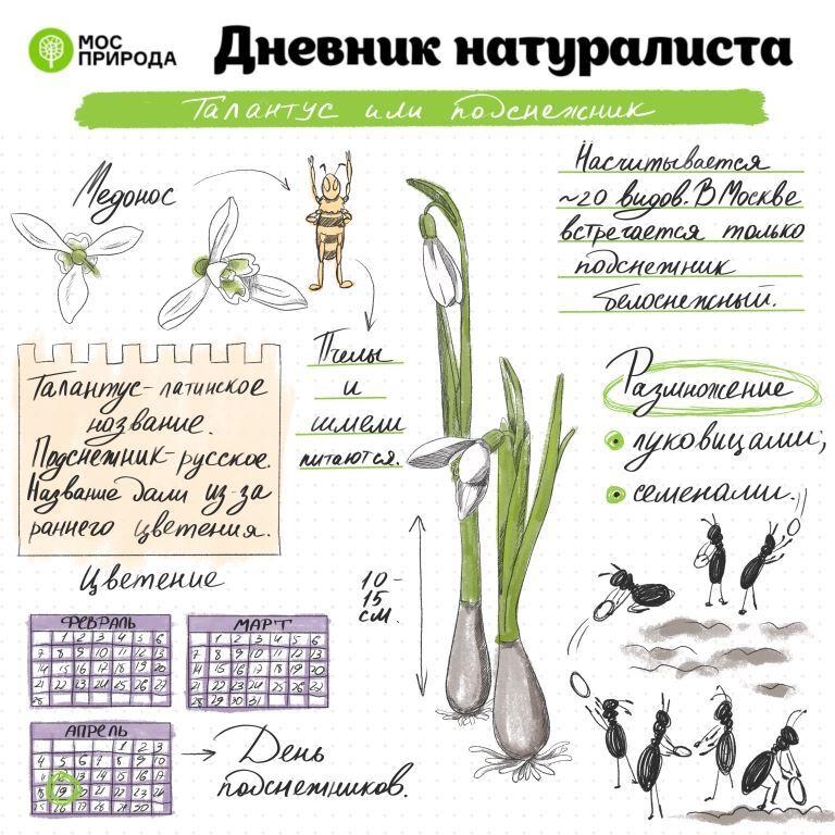 «Дневник натуралиста»: на природных территориях Москвы вскоре зацветут растения - фото 4