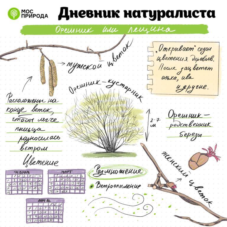 «Дневник натуралиста»: на природных территориях Москвы вскоре зацветут растения - фото 5