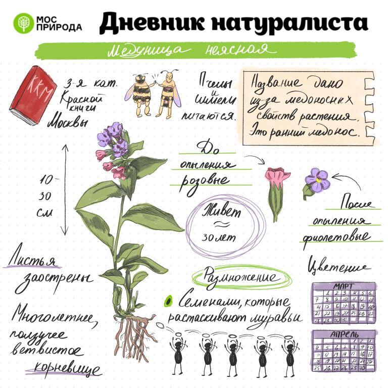 «Дневник натуралиста»: на природных территориях Москвы вскоре зацветут растения - фото 6