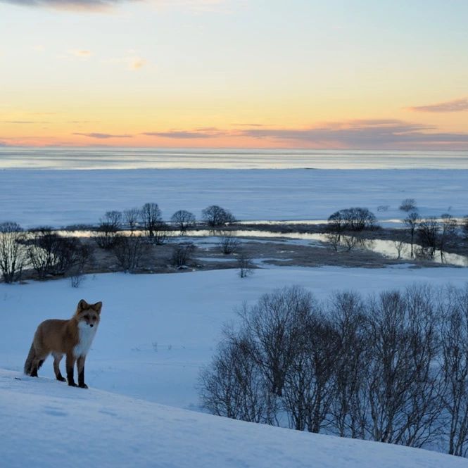 В Кроноцком заповеднике стартовали зимние маршрутные учёты - фото 10