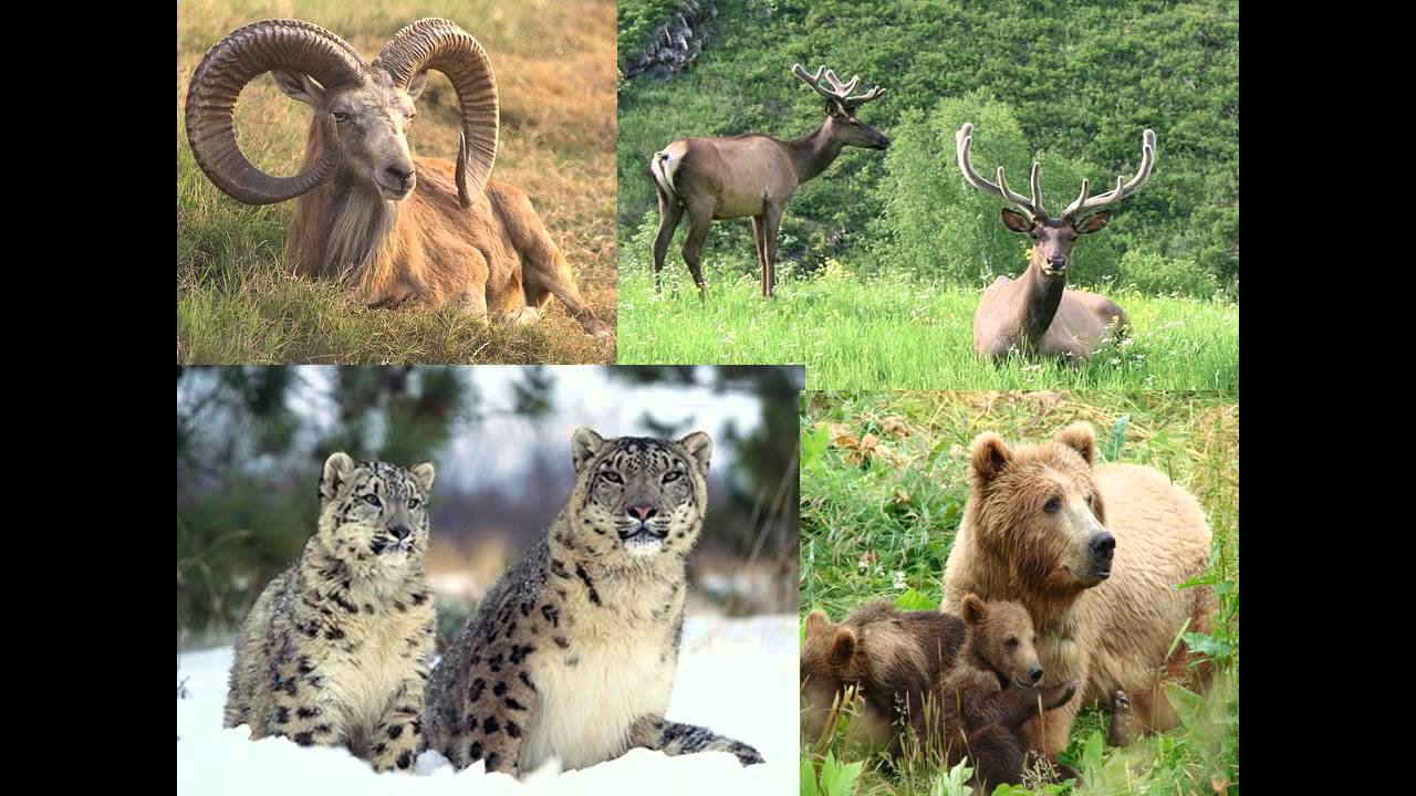 Животные обитающие в алтайском крае