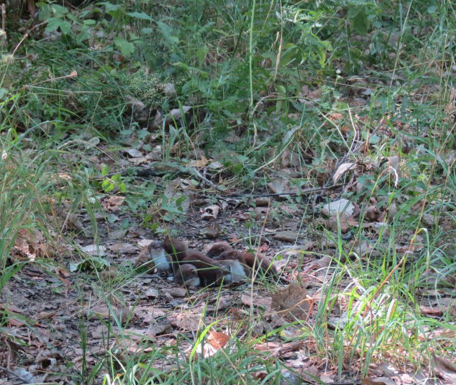Самый маленький хищник: в Косинском парке можно встретить юных ласок - фото 2