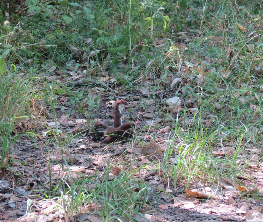 Самый маленький хищник: в Косинском парке можно встретить юных ласок - фото 3