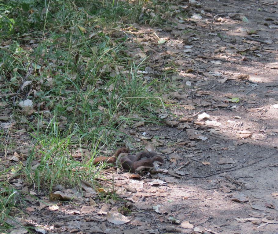 Самый маленький хищник: в Косинском парке можно встретить юных ласок - фото 4