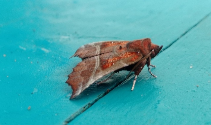 Жительница Вершинино зарегистрировала в Кенозерье новый вид бабочки - фото 2