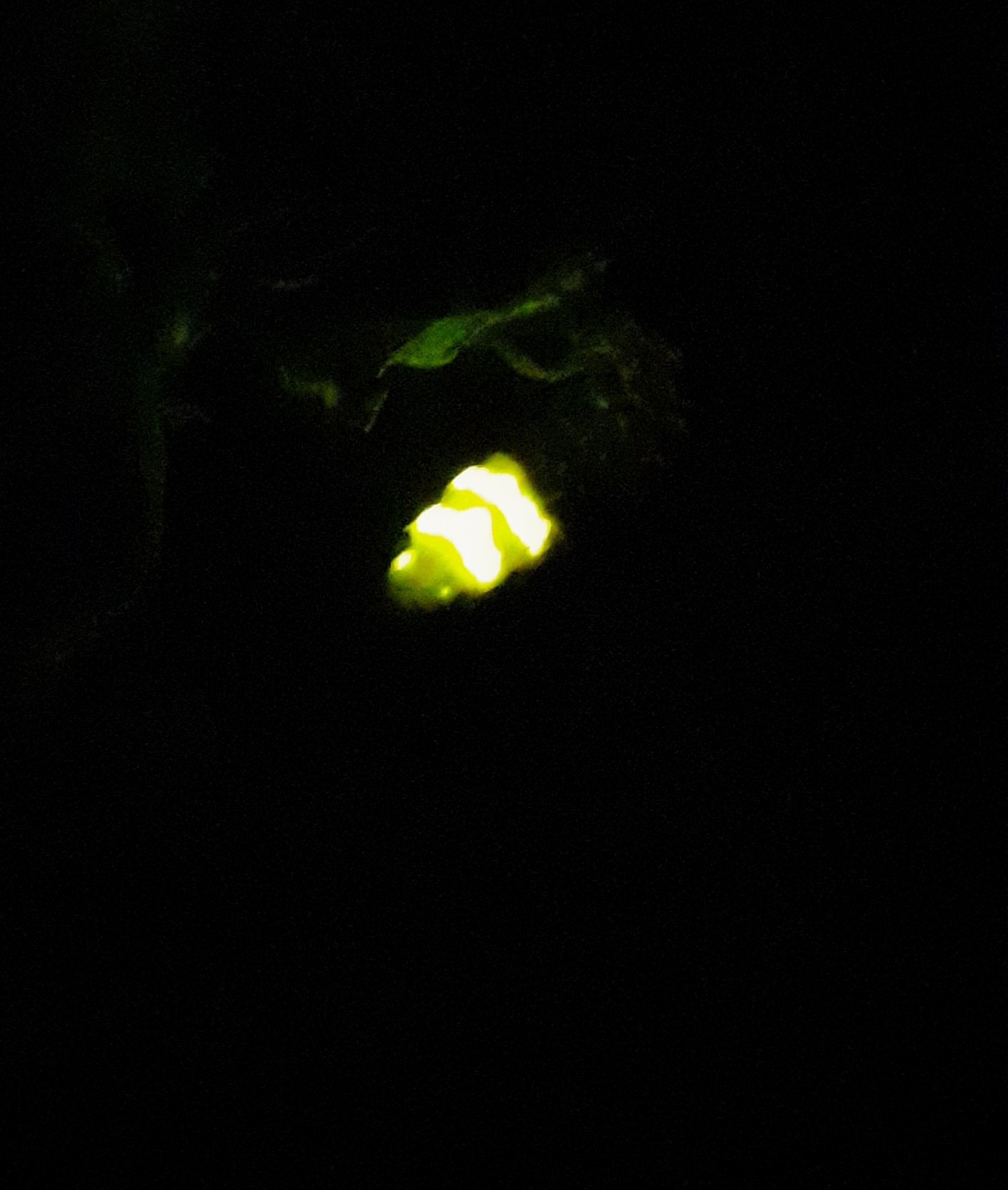 Светлячковая тропа: специалисты Мосприроды заметили жучков-фонариков - фото 1