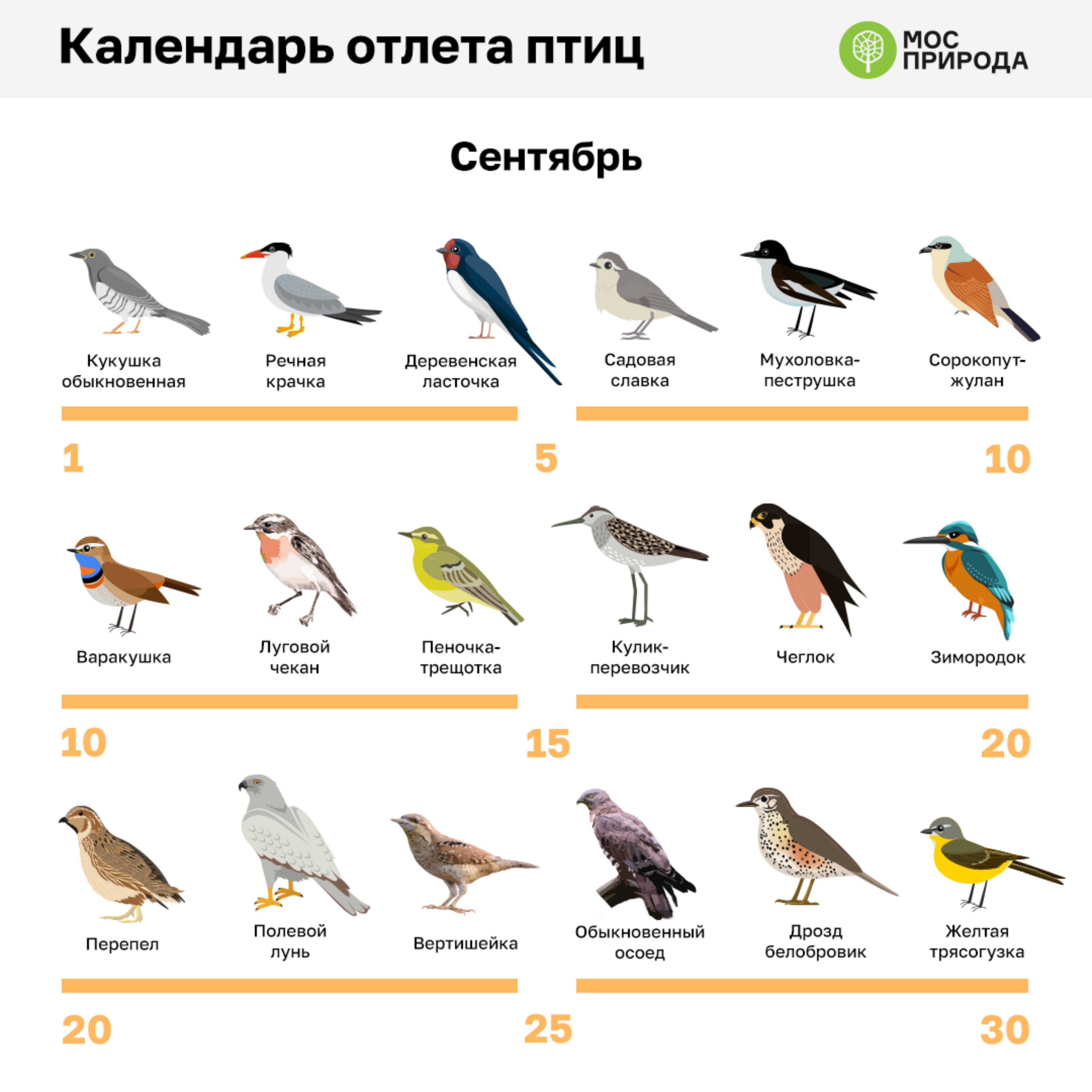 До свидания, пернатые друзья: птицы начали улетать на зимовку - фото 2