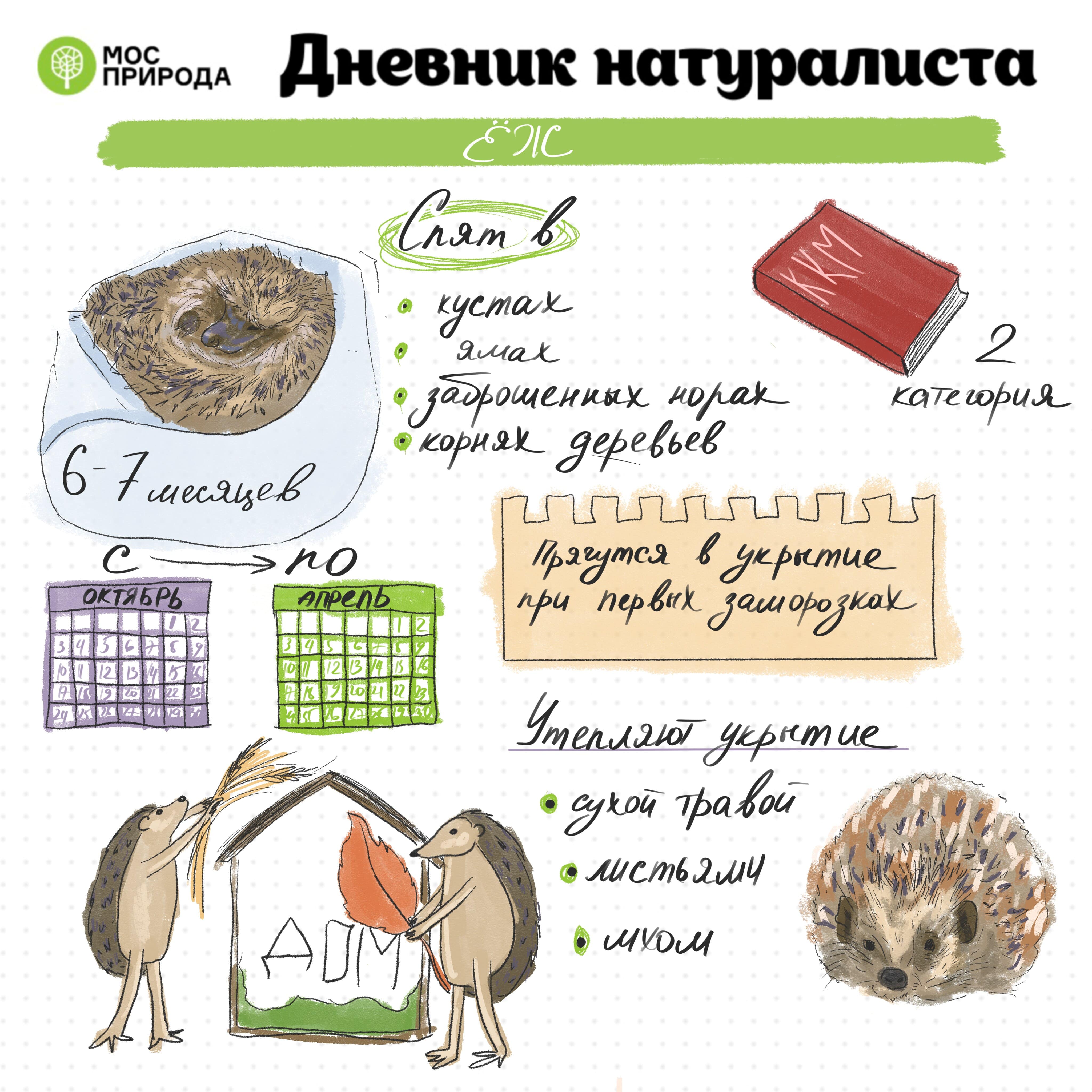 «Дневник натуралиста»: в сентябре участники изучат соней Москвы - фото 1