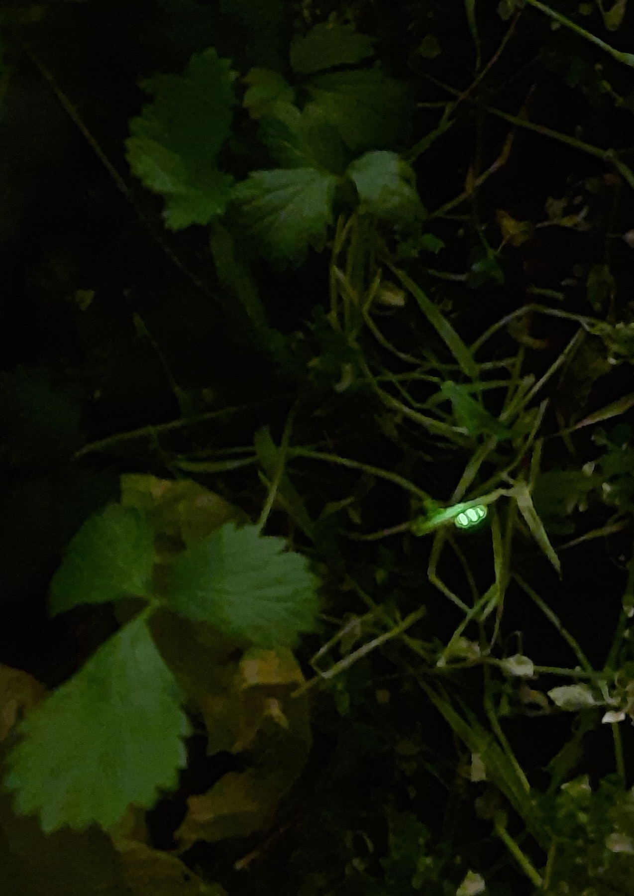 Светлячковая тропа: специалисты Мосприроды заметили жучков-фонариков - фото 2