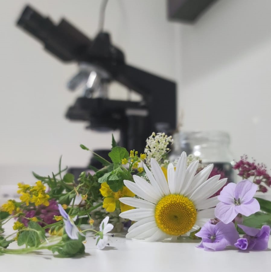 Погружение в цветок: Мосприрода запускает цикл занятий об изучении и исследовании растений под микроскопом - фото 1