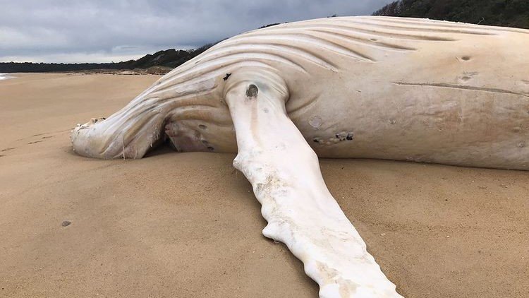 В Австралии обнаружен мертвым редчайший белый кит - фото 2