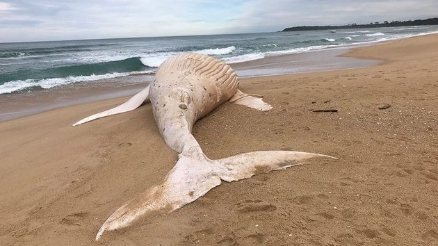 В Австралии обнаружен мертвым редчайший белый кит - фото 3