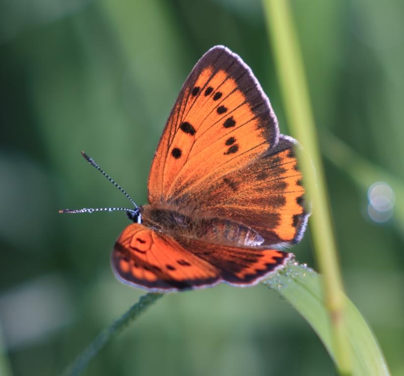 Легкокрылые чаровницы: на природных территориях столицы обитает более 90 видов краснокнижных бабочек - фото 4