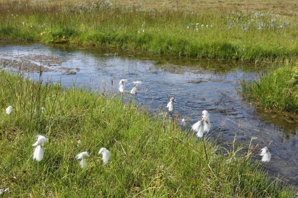 Белые облачка Малинского болота: на природной территории Зеленограда цветет пушица - фото 1