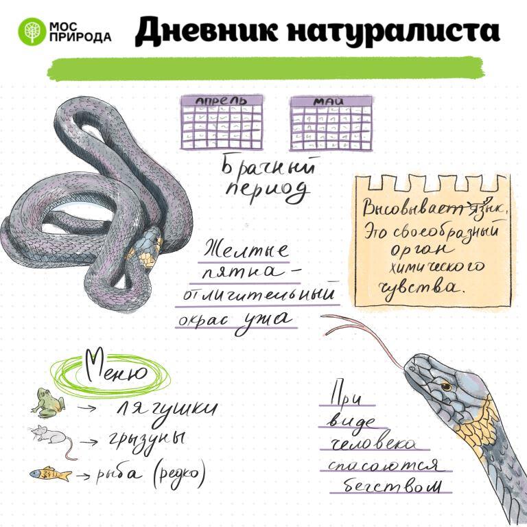 «Дневник натуралиста»: в августе москвичи изучат пресмыкающихся - фото 2