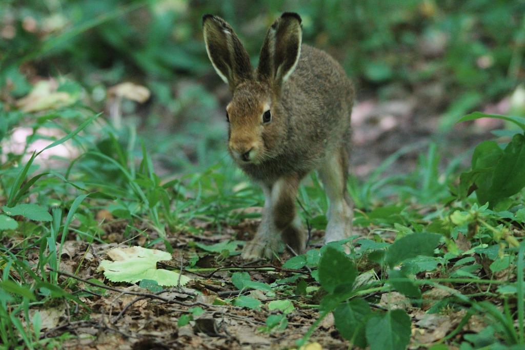 Прыг-скок: 30 зайцев-беляков нашли дом на природных территориях ТиНАО - фото 2