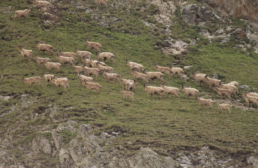 В Кавказском заповеднике подвели итоги учета высокогорных копытных - фото 3