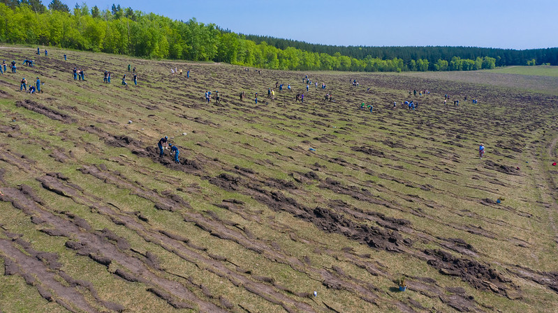 За весну проект «Посади лес» восстановил более 400 тысяч деревьев  - фото 2