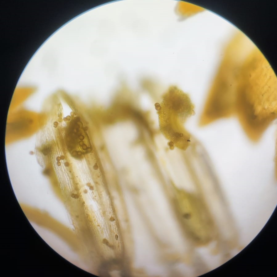 Погружение в цветок: Мосприрода запускает цикл занятий об изучении и исследовании растений под микроскопом - фото 2