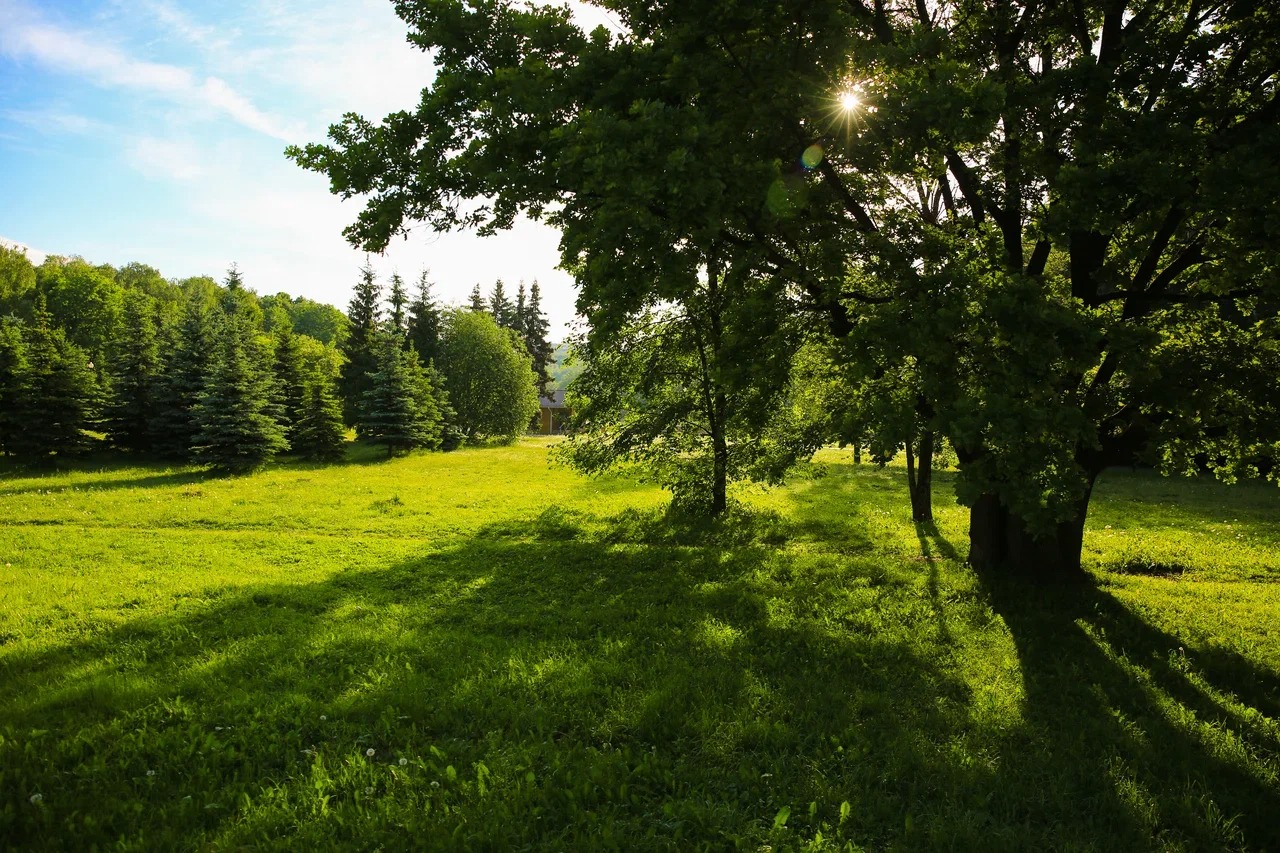 Лето на природных территориях: москвичи изобразят на бумажных холстах летние пейзажи - фото 1