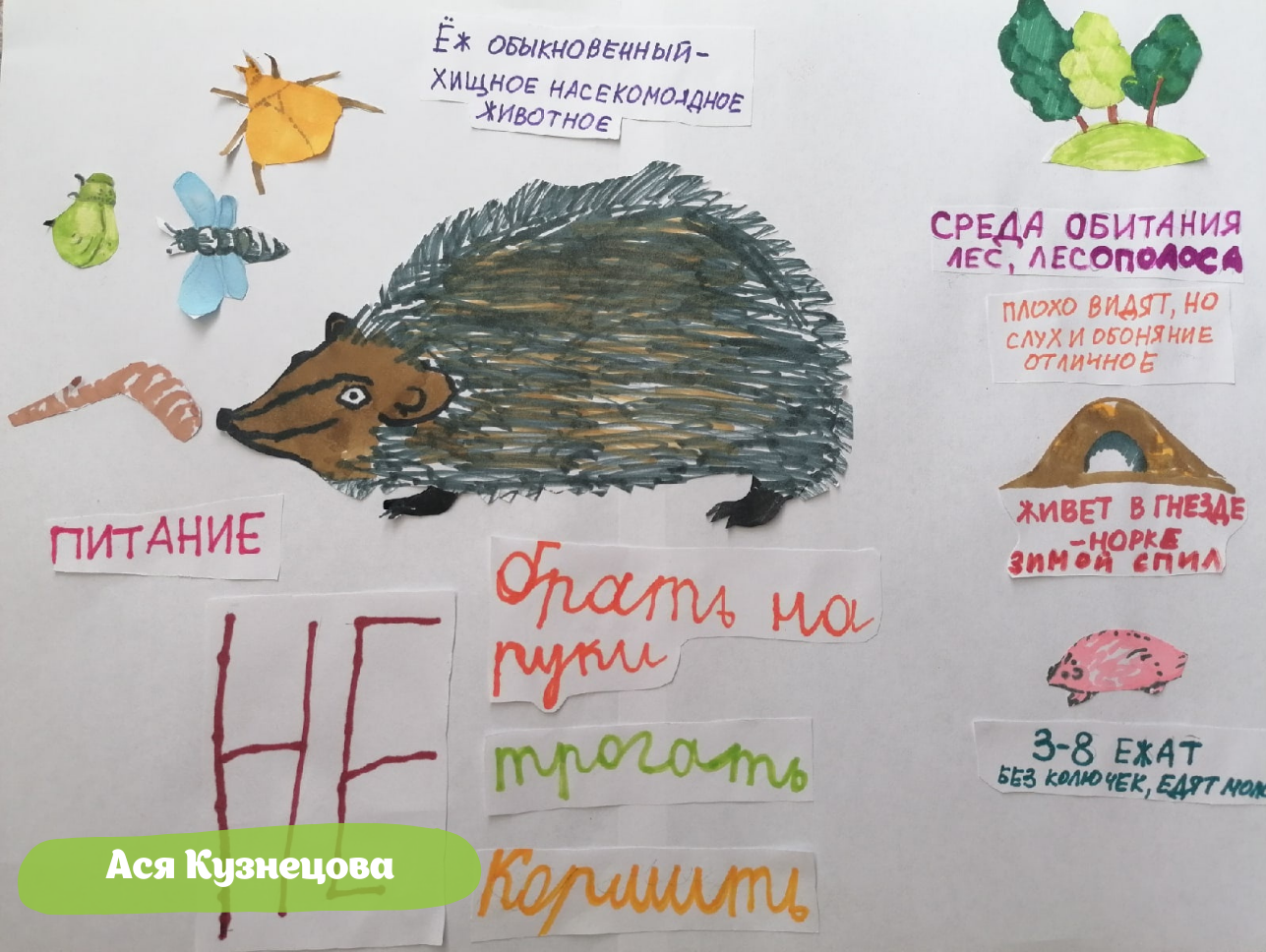 В июне создано порядка 25 страниц «Дневника натуралиста» Мосприроды - фото 4