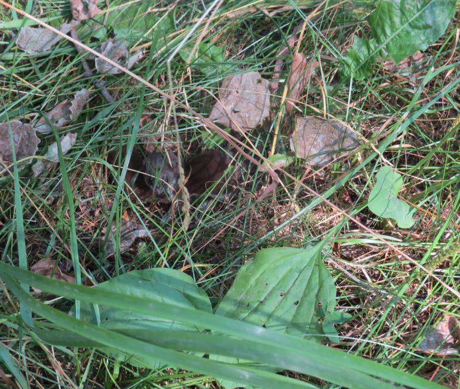 Самый маленький хищник: в Косинском парке можно встретить юных ласок - фото 5