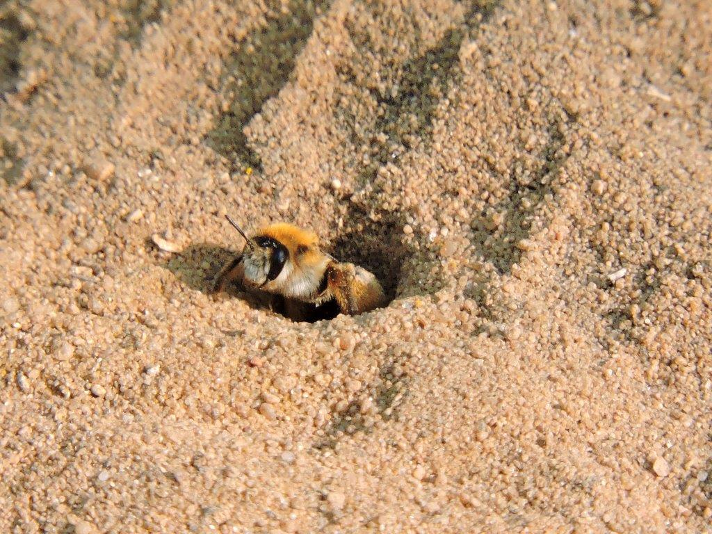 Мохноногая пчела: в Кузьминках обнаружено редкое насекомое  - фото 3