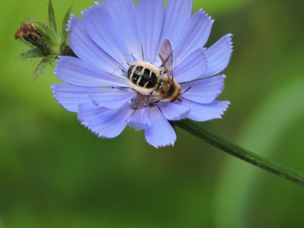 Мохноногая пчела: в Кузьминках обнаружено редкое насекомое  - фото 4