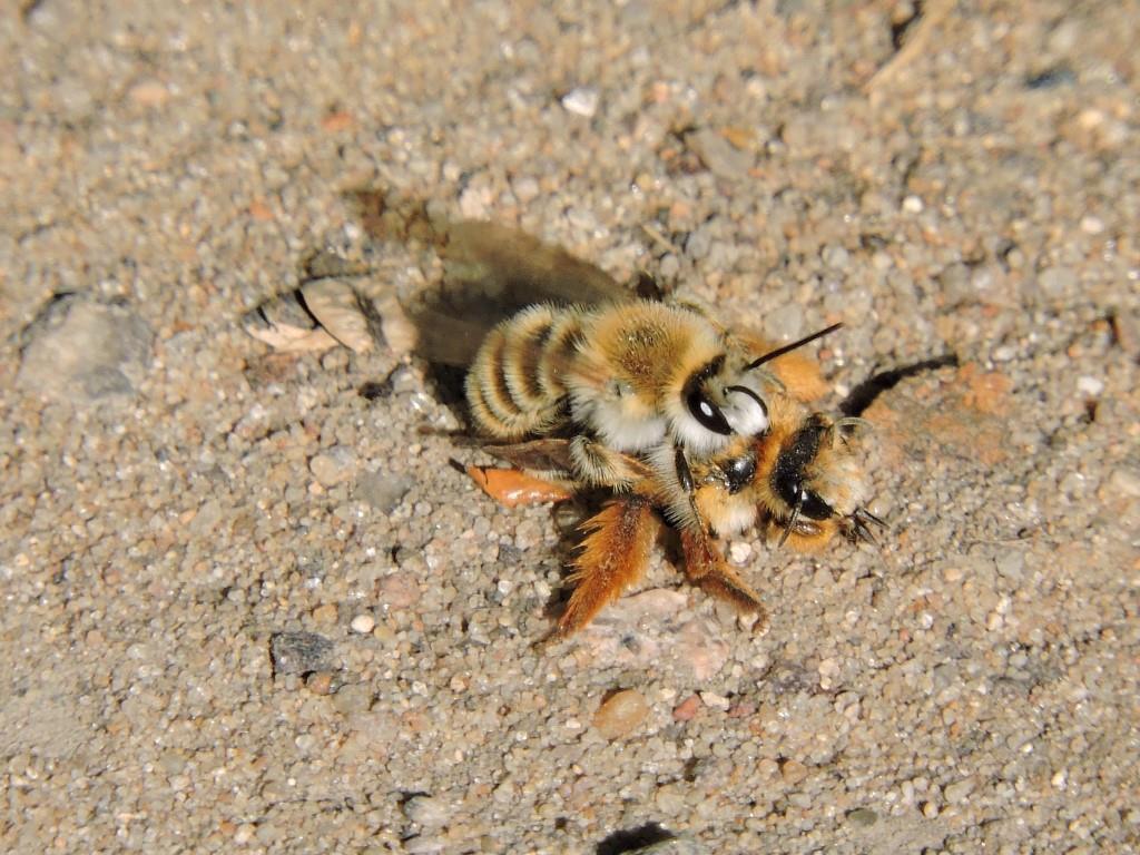 Мохноногая пчела: в Кузьминках обнаружено редкое насекомое  - фото 5