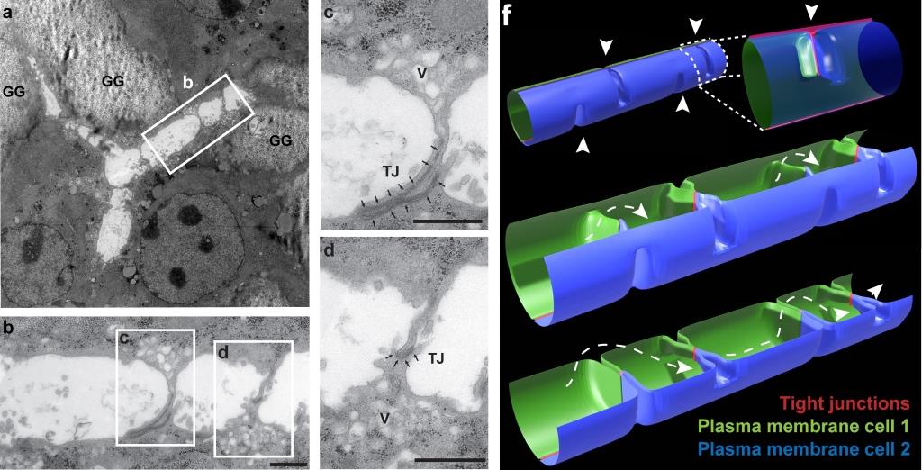 «Переборки» между гепатоцитами определяют уникальное строение печени - фото 1