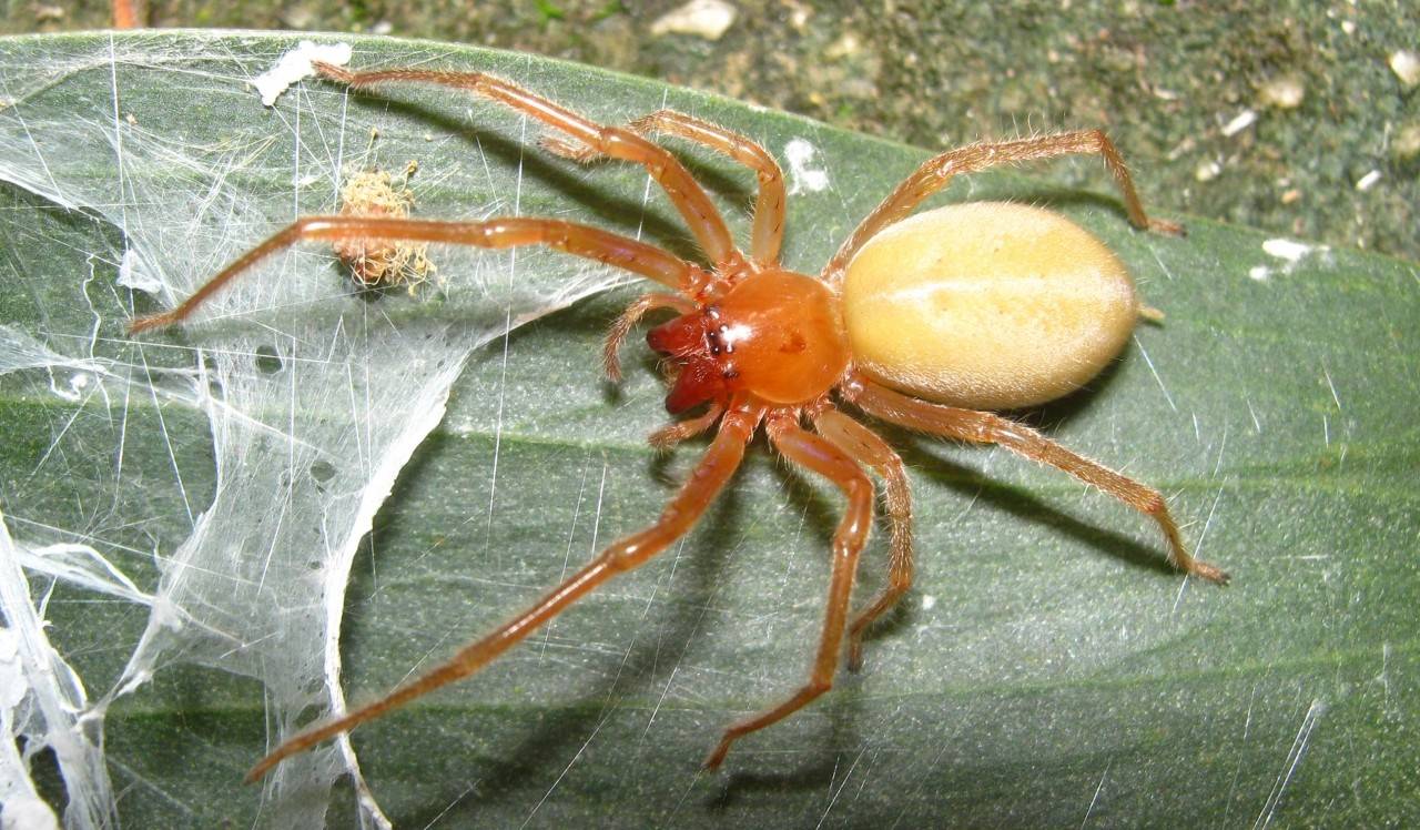 В Самарской области обнаружили опасных ядовитых пауков - фото 1