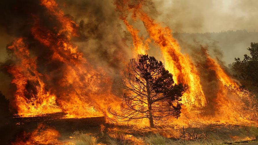 Руководитель Гидрометцентра Роман Вильфанд высказался о причине пожаров в российских лесах - фото 1