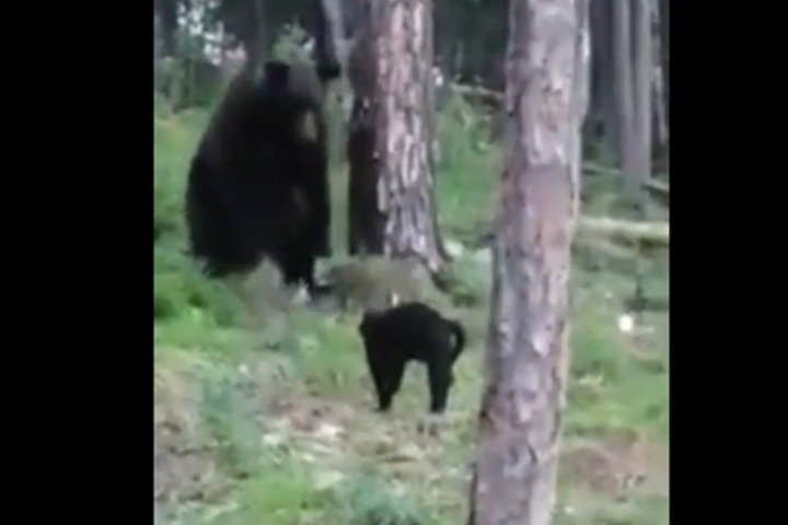 Домашний кот Василий не пустил медведя на пикник в Бодайбо (видео) - фото 1