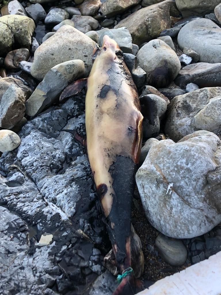 Репортаж от Евгения Витишко о погибших дельфинах на пляжах в Туапсинском районе - фото 3