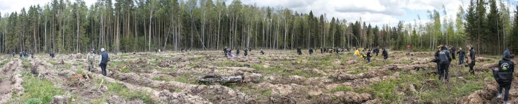 10 тысяч елей высажено для восстановления пострадавшего от короеда леса в Подмосковье - фото 3