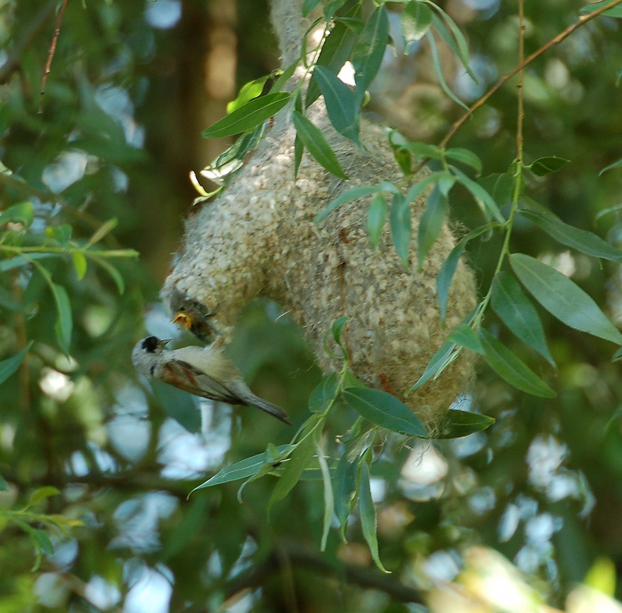 Птичка из рукавички: специалисты Мосприроды обнаружили гнезда ремеза - фото 1