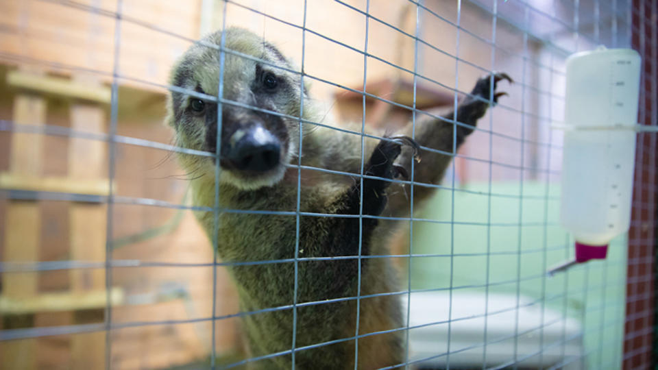 Владельцы зоопарка в Приморье, бросившие голодных животных, забрали их - фото 1