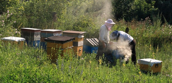 На Алтае приняли Закон о пчеловодстве и установили День пчеловода - фото 1