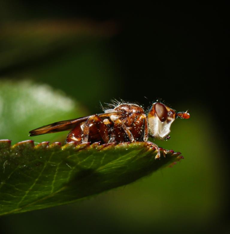 Эти удивительные насекомые – знакомьтесь с маленькими обитателей лесопарков - фото 5
