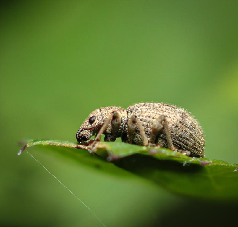 Эти удивительные насекомые – знакомьтесь с маленькими обитателей лесопарков - фото 2